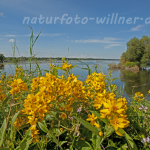 Naturfoto Willner Naturfoto Willner