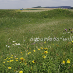 Naturfoto Willner Naturfoto Willner