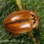 Nadelbaum-Marienkäfer, Berg-Marienkäfer (Aphidecta obliterata) Foto W. Willner_5250