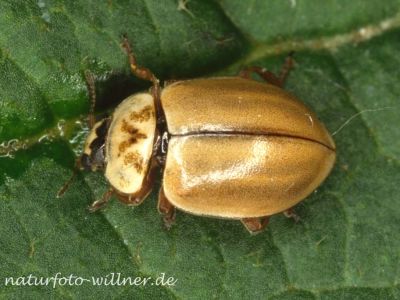 Nadelbaum-Marienkäfer, Berg-Marienkäfer (Aphidecta obliterata) Foto W. Willner_8002
