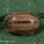 Nadelbaum-Marienkäfer oder Berg-Marienkäfer (Aphidecta obliter