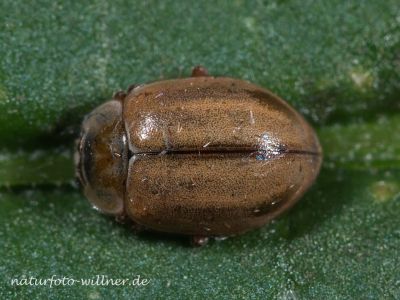 Nadelbaum-Marienkäfer oder Berg-Marienkäfer (Aphidecta obliter
