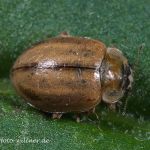Nadelbaum-Marienkäfer oder Berg-Marienkäfer (Aphidecta obliter