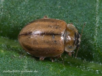 Nadelbaum-Marienkäfer oder Berg-Marienkäfer (Aphidecta obliter