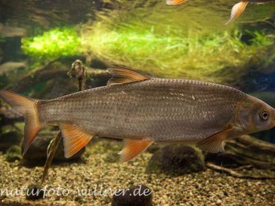 Nase Chondrostoma nasus Foto Wolfgang Willner Naturfoto-8