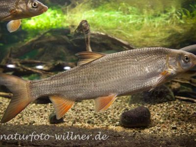 Nase Chondrostoma nasus Foto Wolfgang Willner Naturfoto