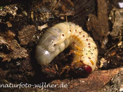 Nashornkäferlarve (Orycestes nasicornis) Foto W. Willner14