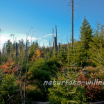 Naturfoto Willner Naturfoto Willner