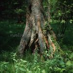 Nationalpark Bayerischer Wald, Tanne Stelzwurzel Foto W. Willner-713