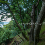 Nationalpark Jasmund Rügen Willner Naturfoto-18
