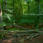 Nationalpark Jasmund Rügen Willner Naturfoto-2