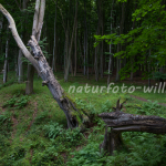 Nationalpark Jasmund Rügen Willner Naturfoto-20