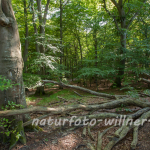 Naturfoto Willner Naturfoto Willner
