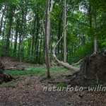 Naturfoto Willner Naturfoto Willner