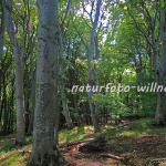 Nationalpark Jasmund Rügen Willner Naturfoto-267