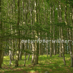 Nationalpark Jasmund Rügen Willner Naturfoto-288