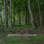 Nationalpark Jasmund Rügen Willner Naturfoto-294