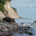 Naturfoto Willner Naturfoto Willner