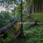 Nationalpark Jasmund Rügen Willner Naturfoto-8