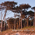 Naturfoto Willner Naturfoto Willner