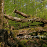 Naturwaldreservat Ludwigshain bei Kehlheim 21Foto W. Willner