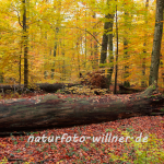 Naturfoto Willner Naturfoto Willner