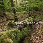 Naturfoto Willner Naturfoto Willner