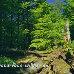 Naturwaldreservat Waldhaus 6 Foto W. Willner