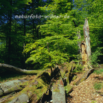 Naturwaldreservat Waldhaus 8 Foto W. Willner