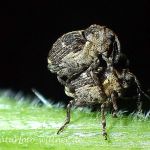 Nedyus quadrimaculatus Gefleckter Brennnesselrüssler 10 Foto W. Willner