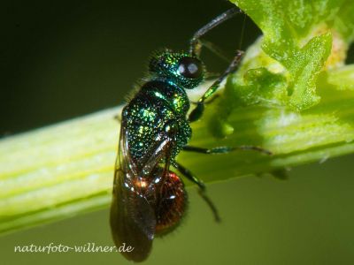 Omalus auratus Foto W. Willner-DSC_62111