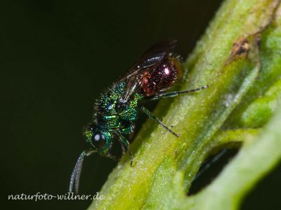 Omalus auratus Foto W. Willner-DSC_62122