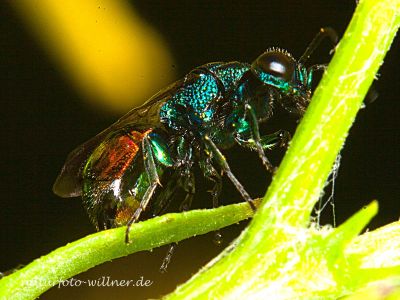 Omalus auratus Foto W. Willner-IMG_2159