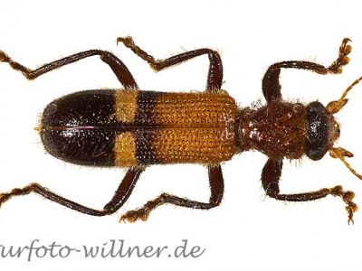 Opilio taeniatus 2 Foto Wolfgang Willner Naturfoto
