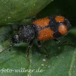 Panagaeus cruxmajor Sumpf-Kreuzläufer Foto W. Willner_2633