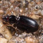 Paranchus albipes (Ufer-Enghalsläufer) 7 Foto W. Willner