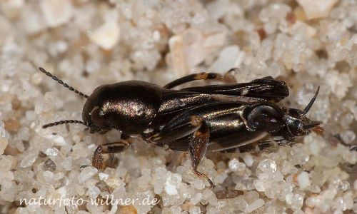 Pfaendlers Grabschrecke (Xya pfaendleri) Foto W. Willner IMG_8865