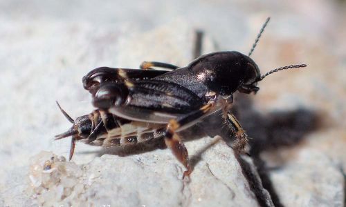 Pfaendlers Grabschrecke (Xya pfaendleri) Foto W. Willner P5040051