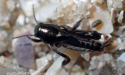 Pfaendlers Grabschrecke (Xya pfaendleri) Foto W. Willner P5040056