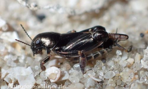 Pfaendlers Grabschrecke (Xya pfaendleri) Foto W. Willner P5040064
