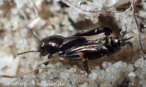 Pfaendlers Grabschrecke (Xya pfaendleri) Foto W. Willner P5040066