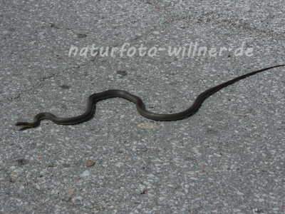 Pfeilnatter 2 Naturfotoarchiv Willner