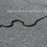 Pfeilnatter 2 Naturfotoarchiv Willner