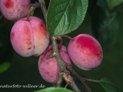 Pflaume (Prunus domestica) Foto W. Willner-4