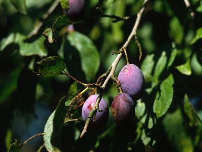 Pflaume (Prunus domestica) Foto W. Willner-5