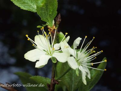 Pflaume (Prunus domestica) Foto W. Willner-6