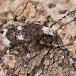 Platystomos albinus Großer Breitrüssler Foto W. Willner-1