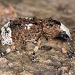 Platystomos albinus Großer Breitrüssler Foto W. Willner-4