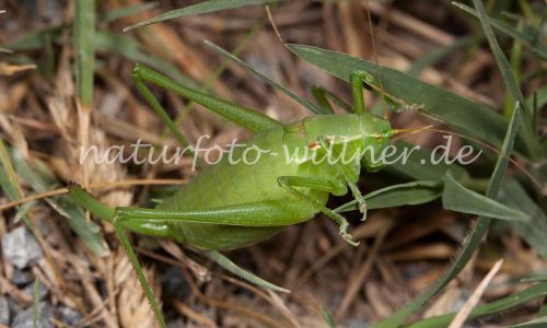 Plumpschrecke Isophya kraussi Foto W. Willner-11
