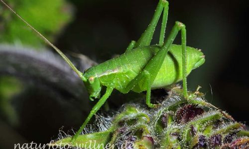 Plumpschrecke Isophya kraussi Foto W. Willner-2